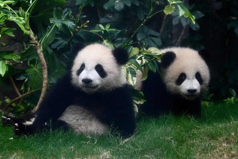 Hong Kong’s baby pandas finally get names. Meet Jia Jia and De De